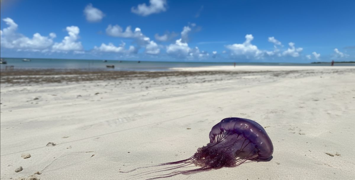 Caravela-portuguesa na areia da praia de Paripueira durante a maré baixa com corais ao fundo